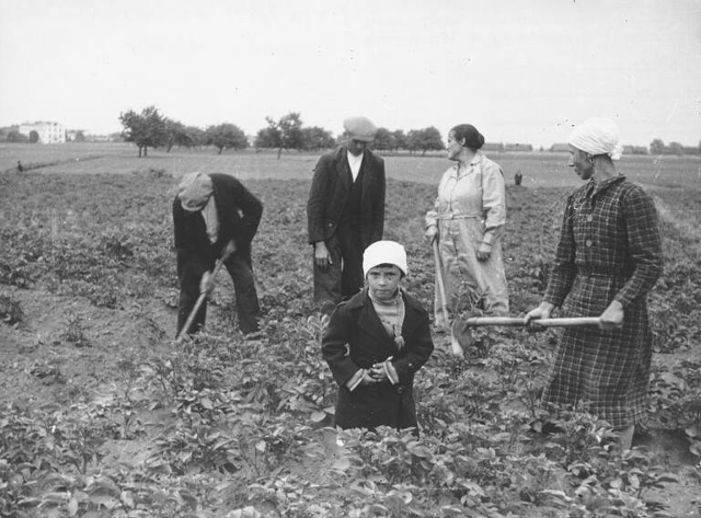 Działki dla bezrobotnych, Sielce ok. 1932