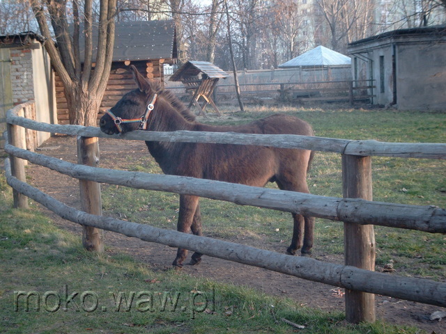 Dominikańska, 2004 Dominikańska, 2004