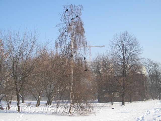 Bukowińska, 2006 Bukowińska, 2006