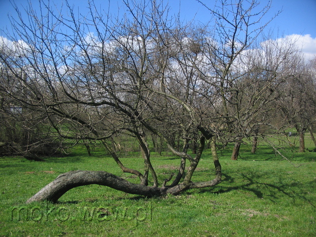 Dolina Służewiecka, 2007 Dolina Służewiecka, 2007