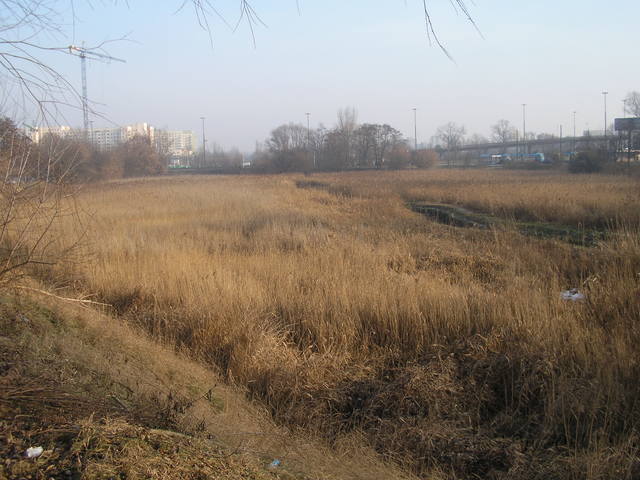 Staw Służewiecki, 2008 Staw Służewiecki, 2008