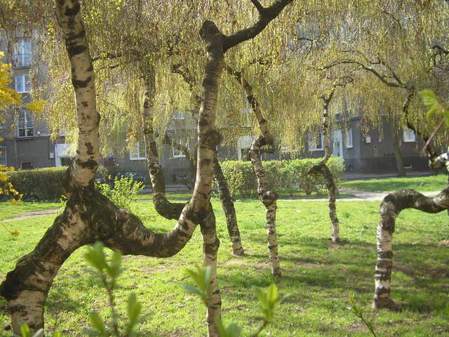 Sielecka, drzewa, 2008