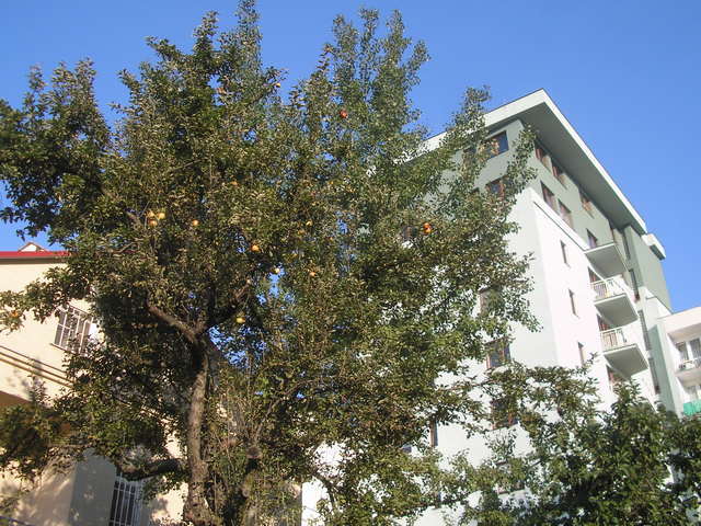 Falęcka, 2008 Falęcka, 2008