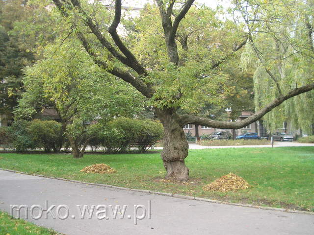 Skwer Broniewskiego-Orszy, 2008 Skwer Broniewskiego-Orszy, 2008