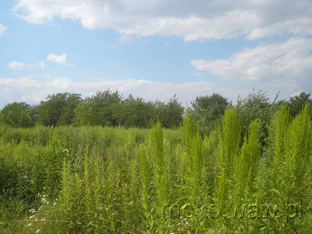 Batalionu AK Bałtyk, 2009