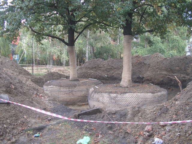 Różana, 2009 Różana, 2009