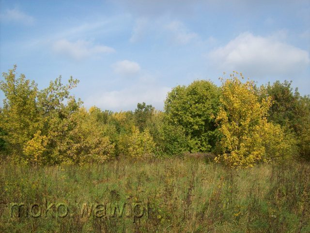 Serek Sielecki, 2011