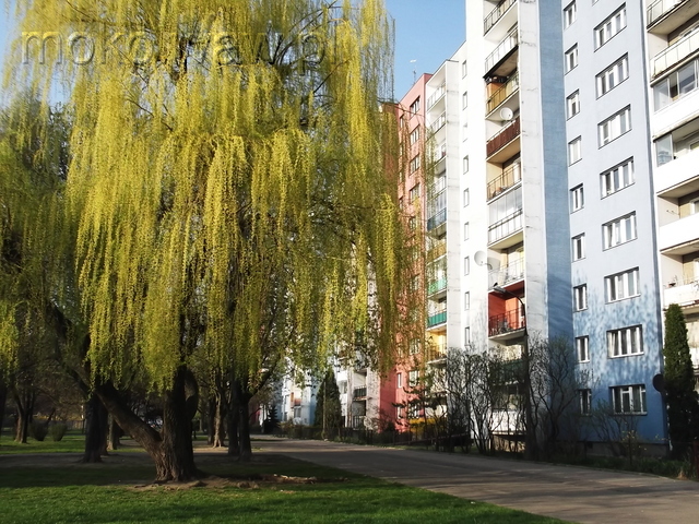 Bryły, 2014 Bryły, 2014