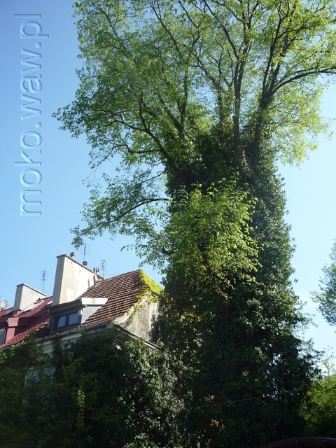 Pilicka, 2015 Pilicka, 2015