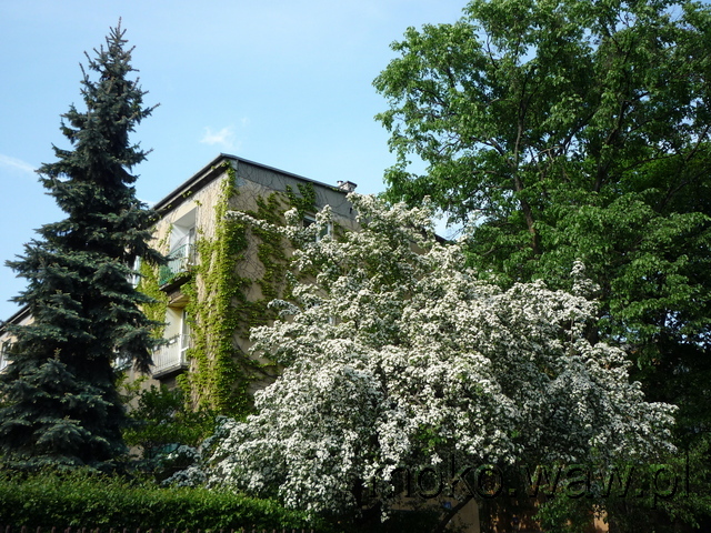 Wołoska, 2015 Wołoska, 2015