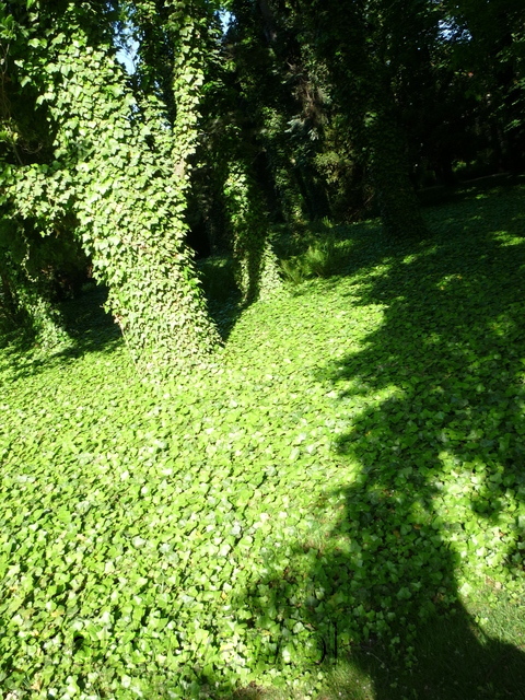 Park Dreszera, 2015 Park Dreszera, 2015
