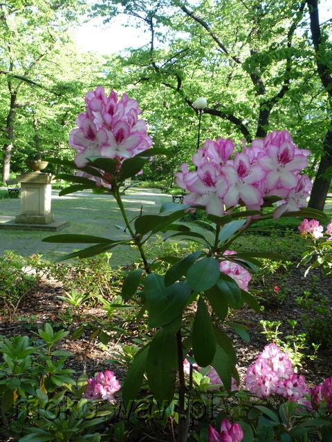 Park Dreszera, 2015 Park Dreszera, 2015