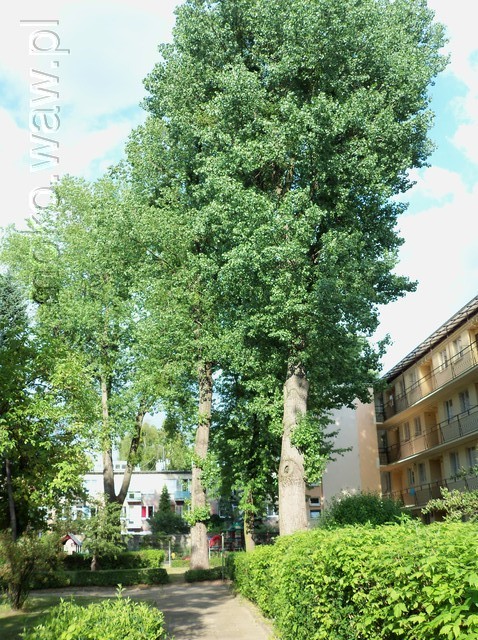 Dąbrowskiego, 2015