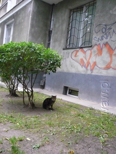 Bałuckiego, kot, 2015 Bałuckiego, kot, 2015