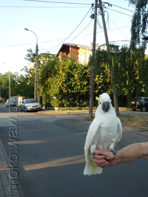 Podbipięty, 2015 Podbipięty, 2015