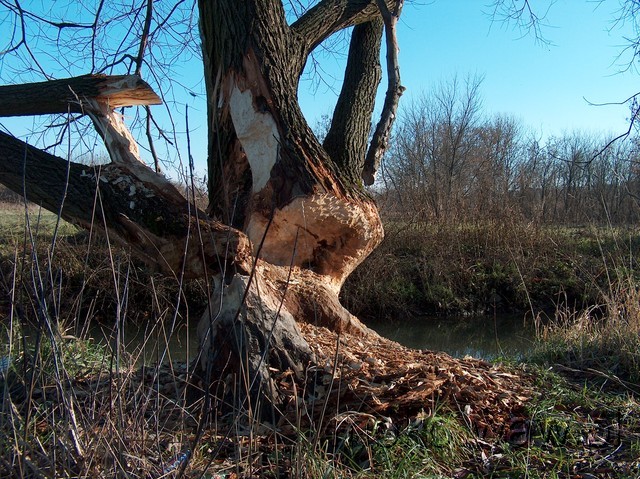 Łąki czerniakowskie, 2015 Łąki czerniakowskie, 2015