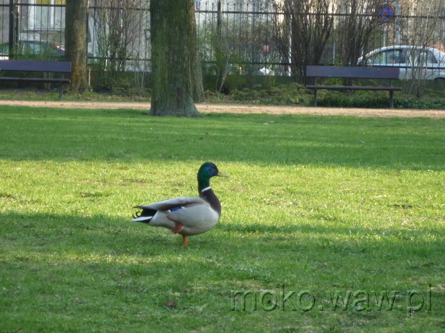 Park Dreszera, 2016