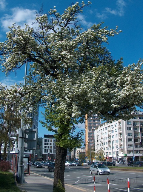 Grusza, Puławska, 2017 Grusza, Puławska, 2017