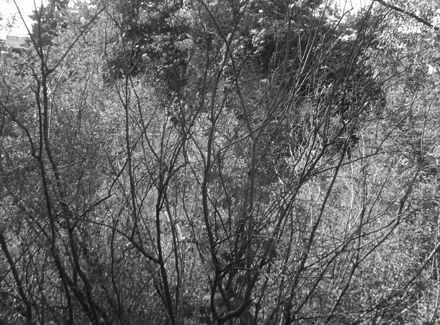 Fort Czerniaków, Morszyńska, 2018