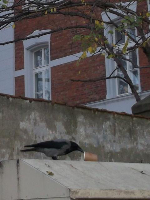 Rakowiecka, wrona, kawa, 2018 Rakowiecka, wrona, kawa, 2018