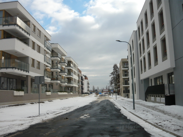 Cetysówny, 2021