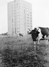 Sardyńska, ok. 1973