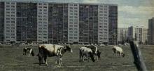 Al. Sikorskiego, krowy - ok. 1982