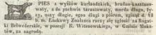 Zaginął wyżeł kurlandzki, 1850