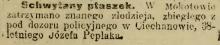 Schwytany ptaszek, 1913