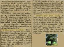 Szemrze stara grusza, 1914