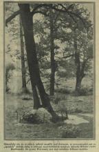 Mieszkanie w dębie. 1936