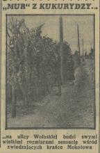 Mur z kukurydzy, 1938