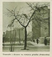 Trawniki i drzewa, 1953